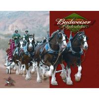 Plåtskylt / Budweiser